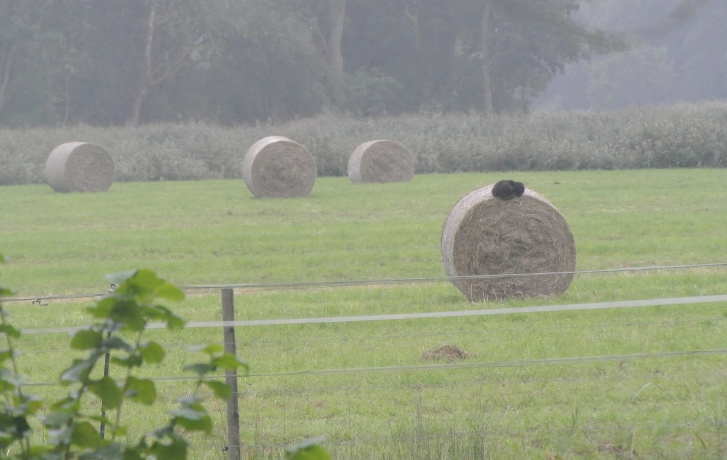 Ein schwarzer Kater namens Baghira schläft eingerollt und entspannt im Regen auf einem großen Heuballen im Freien.