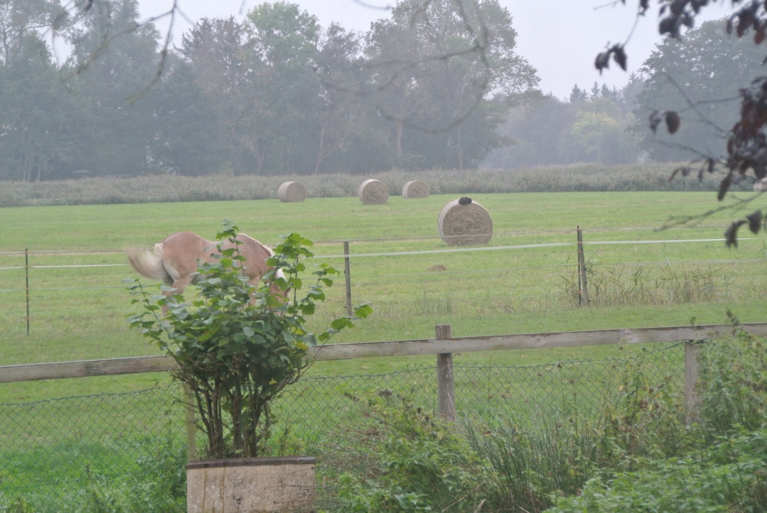 Ein schwarzer Kater namens Baghira schläft eingerollt und entspannt im Regen auf einem großen Heuballen im Freien.