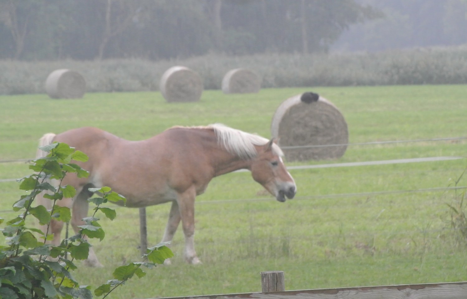 Ein schwarzer Kater schläft im Hintergrund auf einem Heuballen, während im Vordergrund ein Haflinger Wallach namens Astron mit weit geöffnetem Maul steht, als ob er laut lacht.