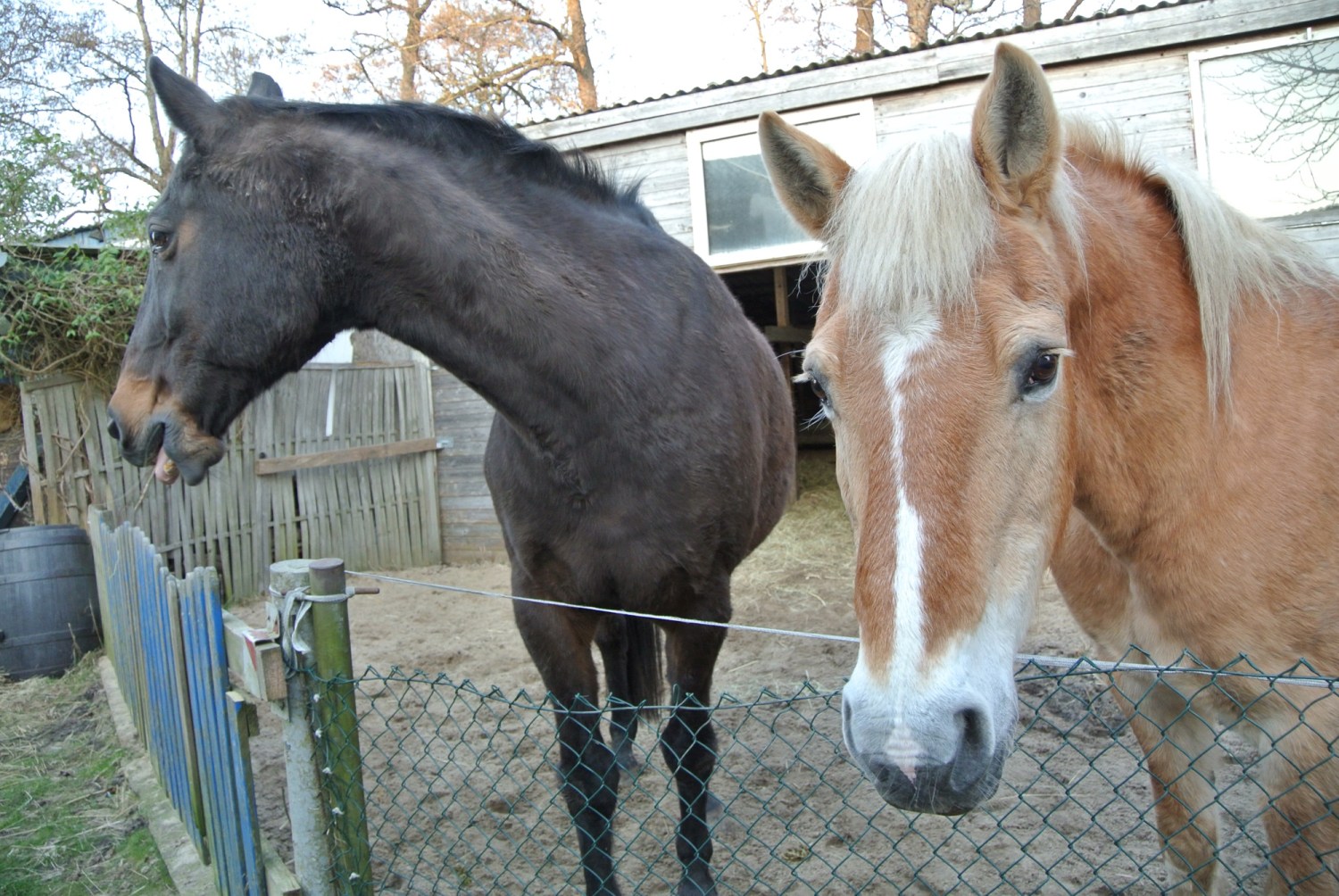 Zwei Pferde stehen nebeneinander hinter einem Zaun. Das eine Pferd ist schwarz mit einem langen Hals, während das andere Pferd blond mit einer hellen Mähne ist. Im Hintergrund sind eine Scheune und Bäume sichtbar.