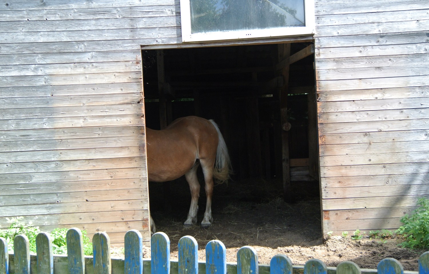 Ein Pferd, das teilweise in einem Stall steht, mit Holzverkleidung und einem blauen Lattenzaun im Vordergrund.