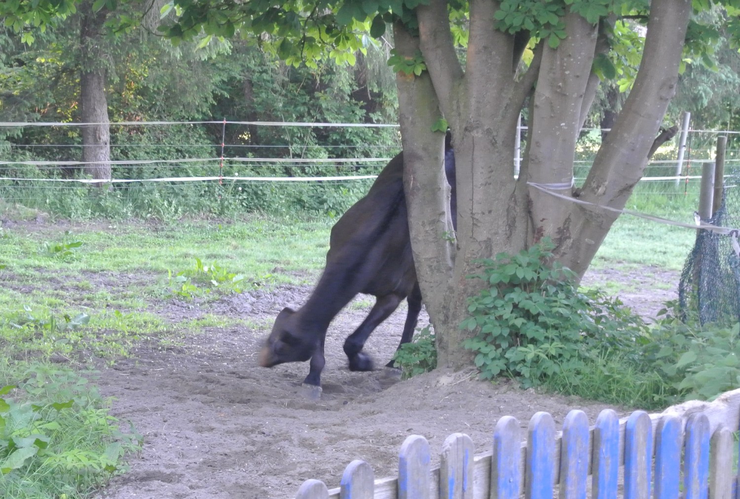 Eine Kuh, die teilweise hinter einem Baum steht und den Boden mit ihrem Kopf erkundet. Im Hintergrund grüne Wiese und ein Lattenzaun.