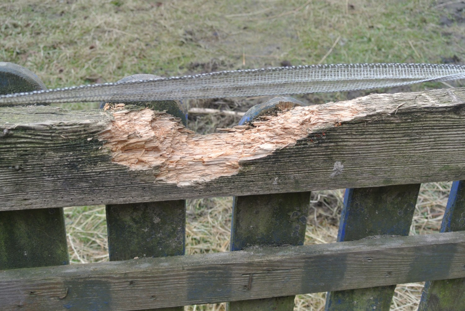 Ein beschädigter Holzzaun mit sichtbaren Rindenabplatzungen und Holzspänen.