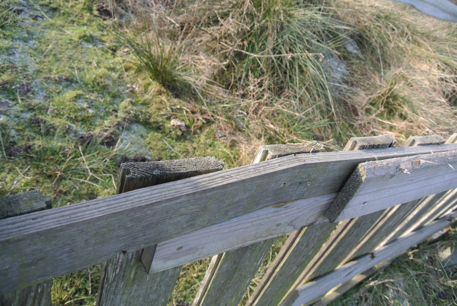 Ein verwitterter Holzzaun, der in einer grünen Wiese steht, mit trockenem Gras im Hintergrund.