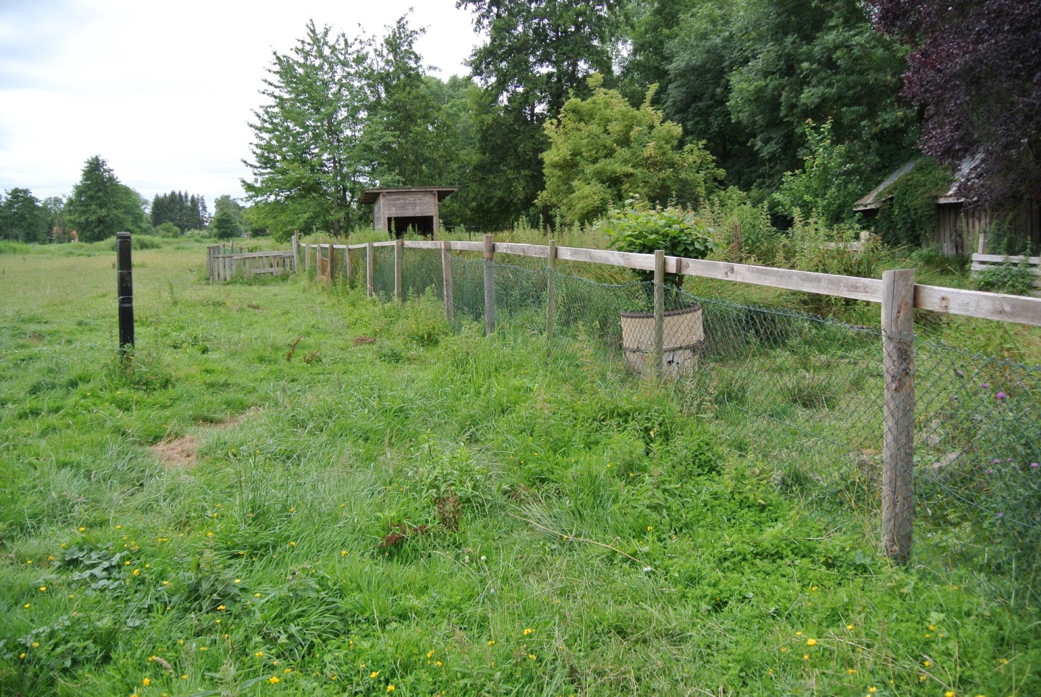 Ein Zaun umgibt eine Wiese mit hohem Gras und vereinzelten Blumen, im Hintergrund sind Bäume und ein Holzschuppen zu sehen.