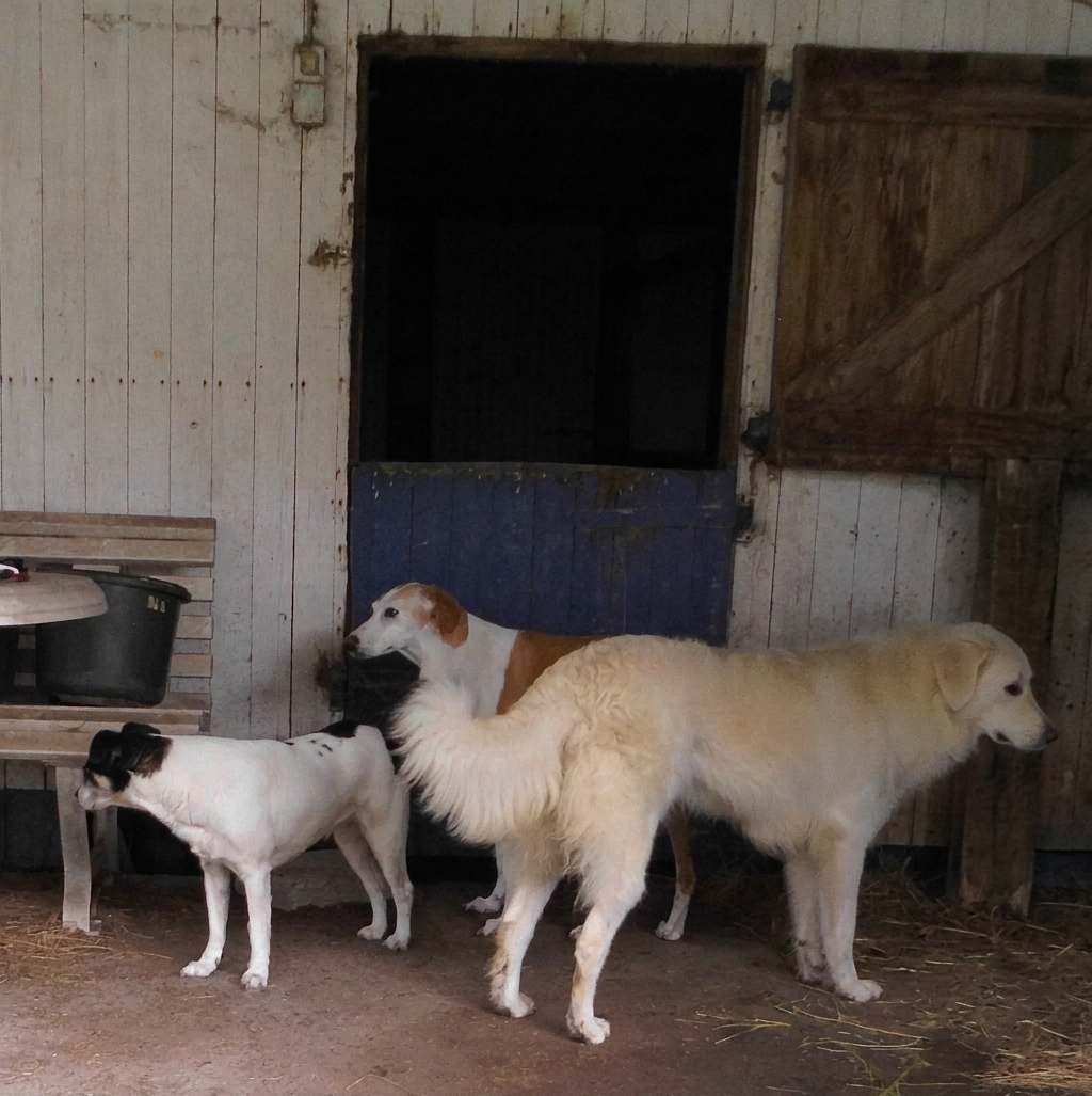 hunde-v-d-stall-01.07.2017-a