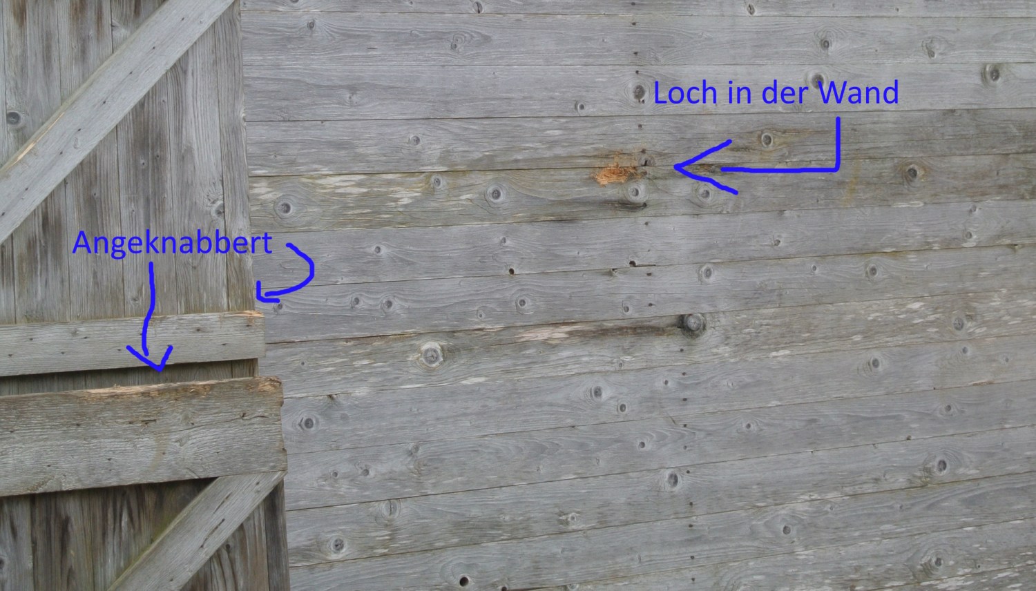 Nahaufnahme einer Holzwand mit einem Loch und einer angeknabberten Ecke, die verschiedene Texturen des Holzes zeigt.