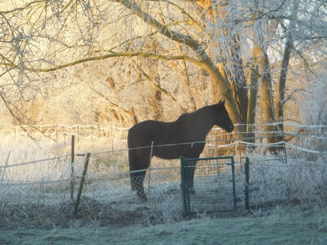 Ein dunkles Pferd steht in der Mitte des Bildes in einer Winterlandschaft mit vereisten Bäumen. Im Hintergrund leuchtet die Morgensonne eine Baumreihe an.